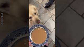 Dog Drinks Cup Of Tea