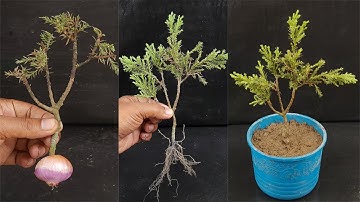 Step by Step Juniper Cutting Propagation- 100% Success