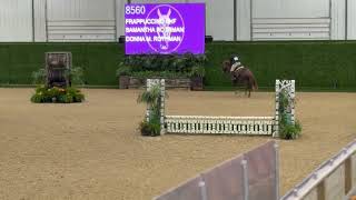 Frappuccino SHF (Fred) 4/19/2021, 16 hd Hanoverian gelging