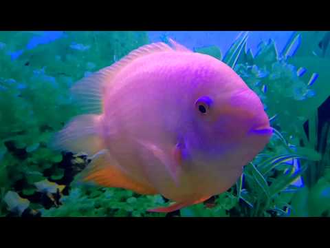 Цихлазома северум или Дискус ложный (Cichlasoma severum)