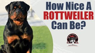 How Nice A Rottweiler Can Be! The Gentleman Rottweiler! | By Baadal Bhandaari
