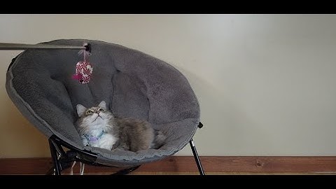 (Funny) cat reactions to [catnip] mouse.