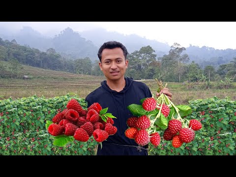 Video: Raspberry: Pemangkasan Perkebunan