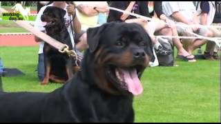 Lenz Von Den Hberghohen - Youtube 360P