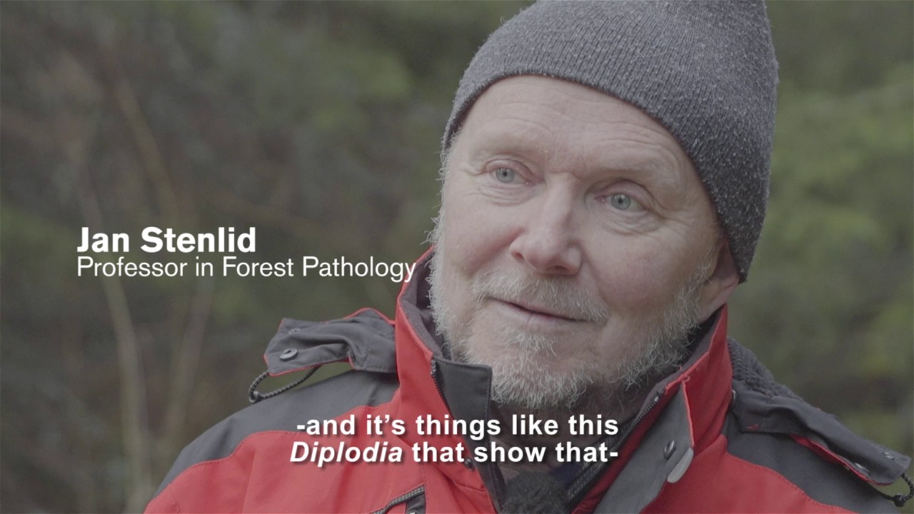 Ur filmen Så klarar skogen klimatförändringen
