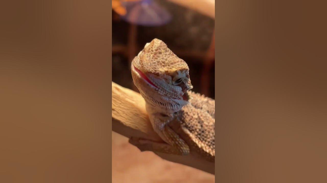 Warum haben Bartagamen ihren Mund auf? 🥵 #bartagame #echsen #exoten # ... - Maxres2 Warum haben Bartagamen ihren Mund auf? 🥵 #bartagame #echsen #exoten # ... - Maxres2