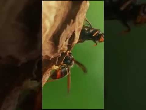 голодный осоед #животные #beyondfacts #facts #животные #природа #animals #природа #beyond #кино