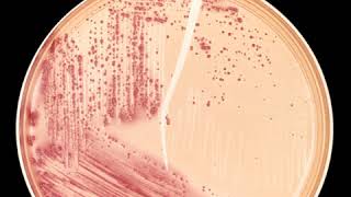Use of biotechnology in pharmaceutical manufacturing | Wikipedia audio article