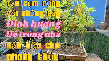 Tạo cụm rừng với những cây đinh hương để trong nhà rất tốt|| Châu Ngọc vlog & bonsai