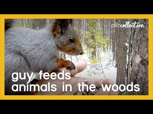 Guy Feeds Animals in the Woods