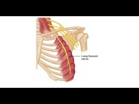 Two Minutes of Anatomy: Long Thoracic Nerve