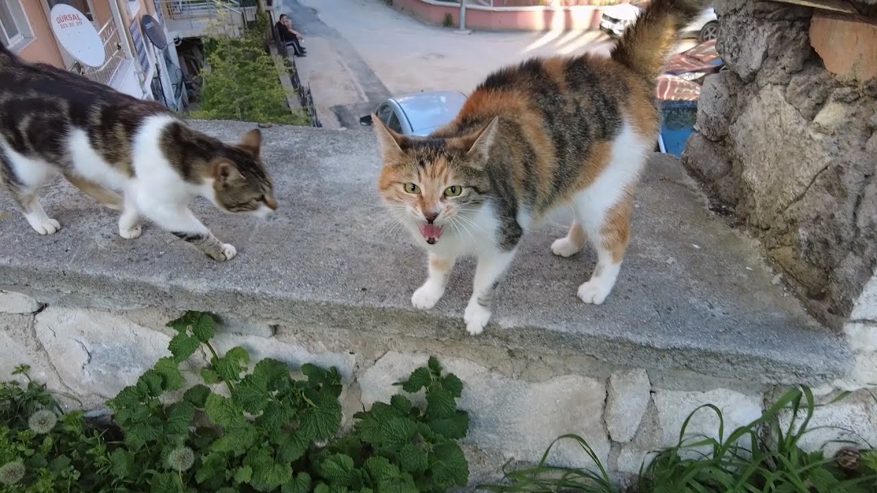 calico-cat-meowing-loudly-wants-to-tell-me-something-youtube