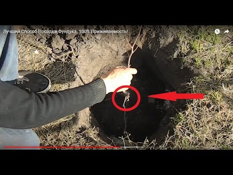 Video: Фотошоптон кантип фондук кылып алса болот