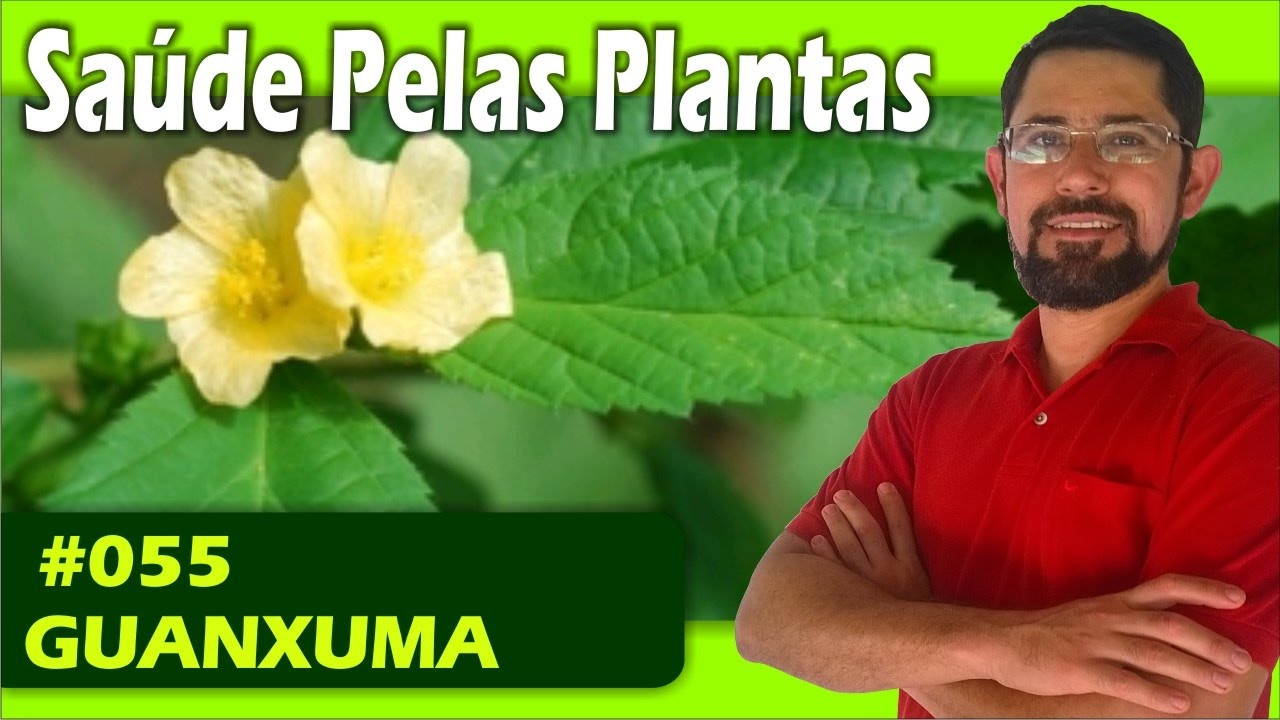 Planta Guanxuma Para Que Serve - RETOEDU