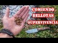 Comida De Supervivencia - Como Cocinar Bellotas En El Bosque