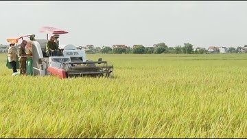 Khoa học kỹ thuật và công nghệ: Mô hình sản xuất lúa theo chuỗi giá trị đồng bộ