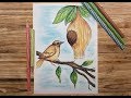 How to draw weavers bird with pencil colourbabue pakhi drawingvery beautiful and easy