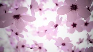 Cherry Blossom Flower Background