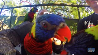 Lory Landing - Busch Gardens - Tampa, Florida @HDThrillSeeker
