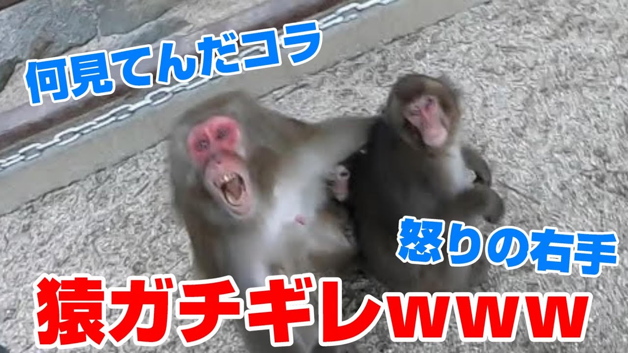 ハプニング 猿にガン飛ばしたらメッチャ威嚇されたｗｗｗ Youtube