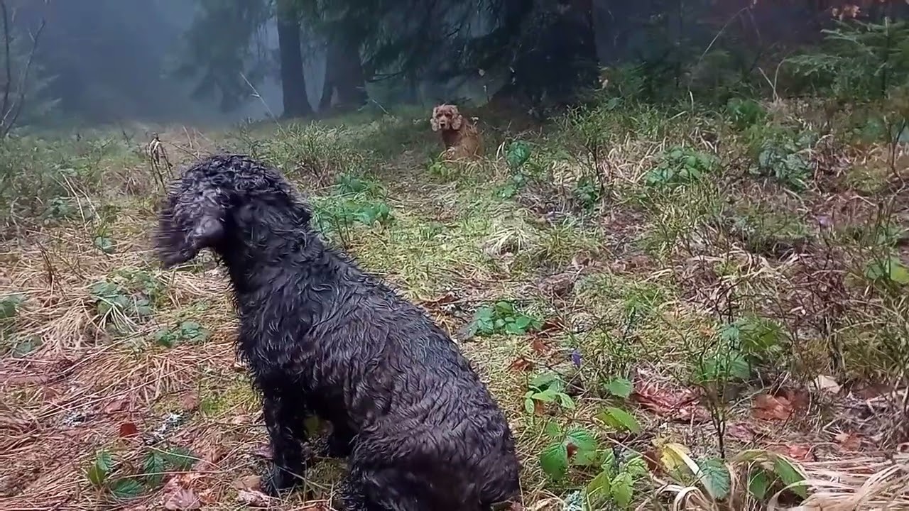 Pseudoplectania nigrella