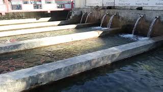 rainbow trout farming