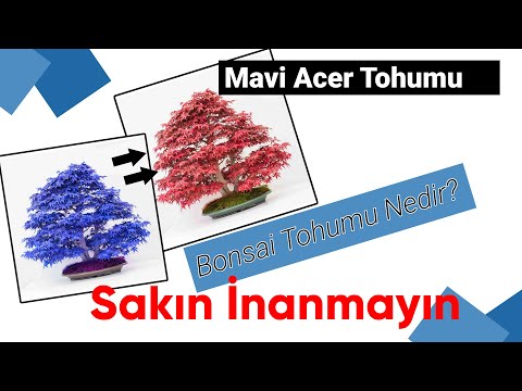 Video: Akçaağaç Bonsai (24 Fotoğraf): Kırmızı, Mavi, Japon Veya Kanada Akçaağaç Bonsai Nasıl Yetiştirilir? Tohum Nasıl Ekilir Ve Yetiştirilir?