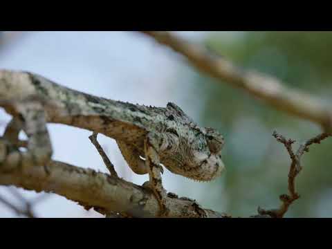 Video: Fotouppsats: Avenue Du Baobab, Madagaskar - Matador Network