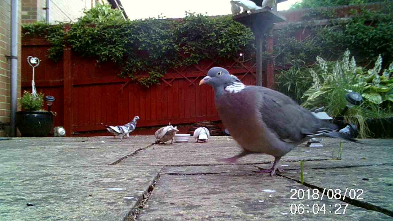 Doves and Lumpy the wood pigeon eating on the patio. YouTube