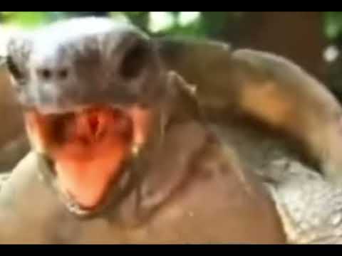 Zabawa żółwi (Oglądaj z dźwiękiem)