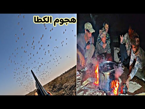 هجوم القطا العراقي تحدوني بالصيد شاهد ماذا حدث
