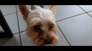 Yorkshire Terrier 'Rocco' beim Hundefriseur #grooming #doggroomer by Hundefriseur Salon Hundeliebe 496 views 2 years ago 2 minutes, 12 seconds