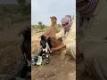 الفلاح يضع صغير الناقة على مؤخرة أمه 