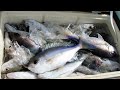 深海船釣り　美味しい魚ランキングTOP１０　アオダイ