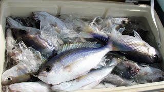 深海船釣り　美味しい魚ランキングTOP１０　アオダイ