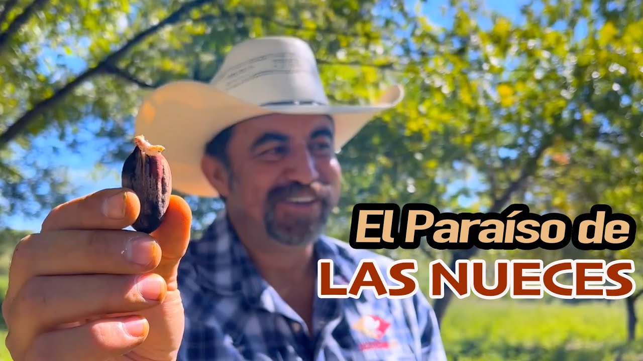 ÁRBOLES LLENOS DE RIQUEZA los nogales de NAZAS DURANGO