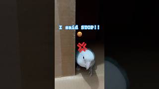 Do Not Disturb Queen Peewee! 😤#lovebirds #cutebirds #funnybirds