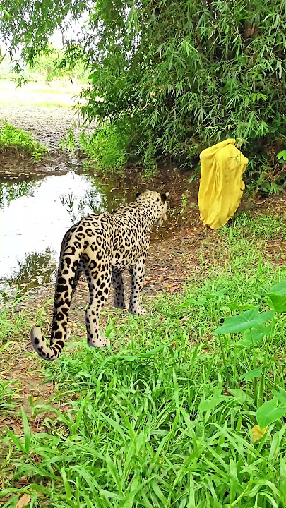 A spready(49) leopard attack a village joker in jungle #vfx #riger #wildlife #viral#video