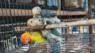 Hasil Persilangan Pb Viobio X Biola Euwing Blue, Anaknya??