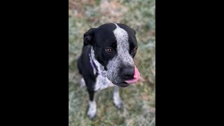Wilson County Animal Control - Dottie