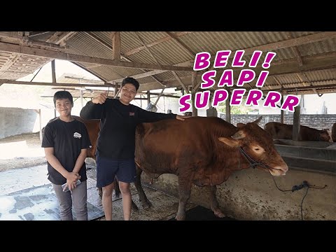 BISMILLAH ISTIQOMAH~ TUKU SAPI QURBAN GAWE ALM MAK TINAH TERCINTA | MATURNUWUN JAMAAH AL NOPEKIYAH