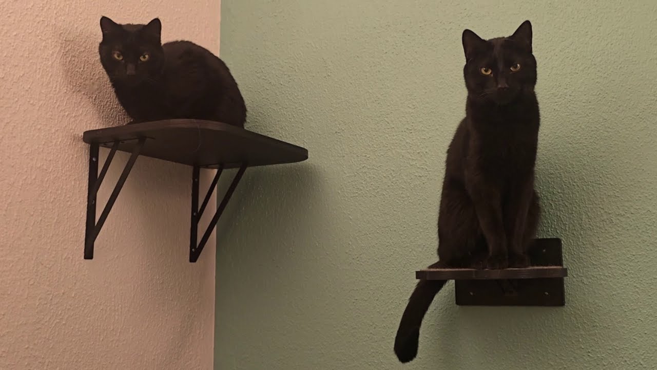 How to Fix Failed Cat Shelves