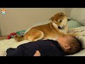 Shiba Inu&#39;s typical day with a baby