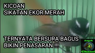 Suara Burung Sikatan Ekor Merah