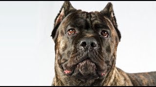 The Most Powerful Dog In Italy | JuanesRFC_DogsTV by JuanesRFC 7,977 views 6 years ago 3 minutes, 5 seconds