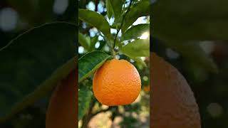beautiful orange trees