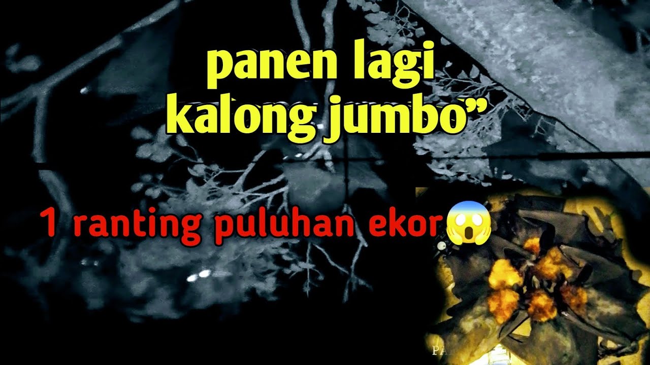 POIN MELIMPAH‼️ BERBURU KALONG☠️ SATU POHON RIBUAN HAMA KALONG🔥🔥🔥BIKIN GAK MAU PULANG