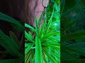 "My favorite air purifier."#SpiderPlant #PlantParent #IndoorJungle #ChlorophytumComosum