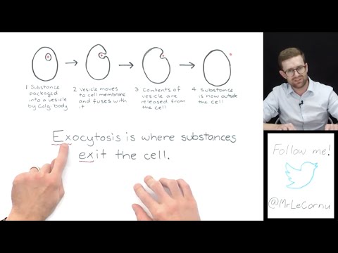 What is Exocytosis?