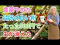 ウリハムシが来た。台所の白い粉を根元に置くだけで二度と来なくなる本当の科学的理由。知らずに使うと逆効果になります。【ウリハムシ ホウ酸 無農薬栽培】